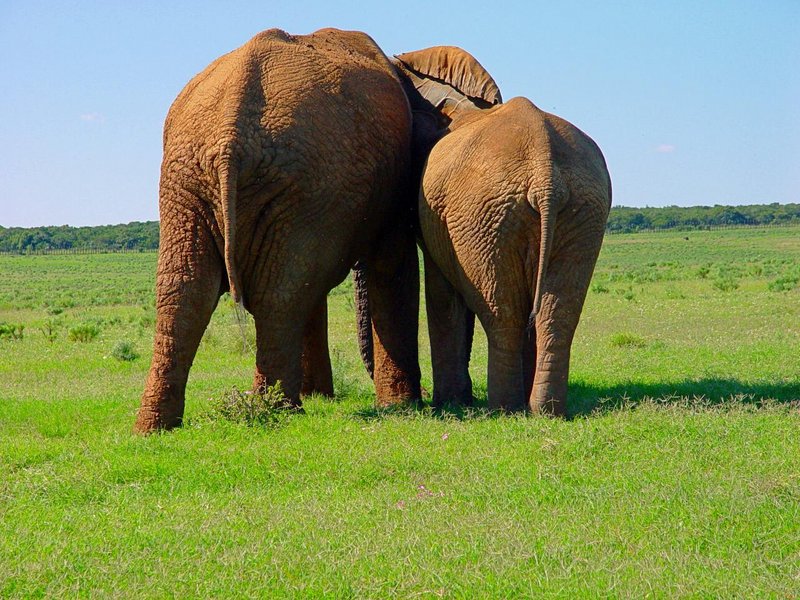 elephants465a.jpg