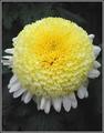 Powder Puff Mum
