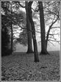 Misty Trees