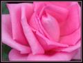 October Rose