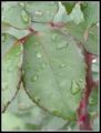 Rose Leaf