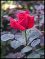 Rose Red
