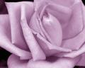 Lavender Rose