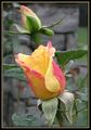 Yellow Roses II