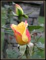Yellow Roses I