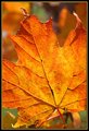 Sugar Maple II