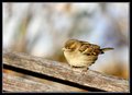 Sparrow on Bench