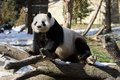 Tian Tian