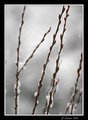 Winter Pussy Willow