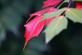IMG_6446adpc.jpg