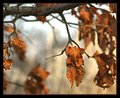 Leaves Imperfect