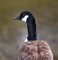 Goose