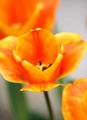 Orange Beauties