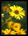 Petals Imperfect