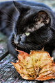 An Autumn Cat