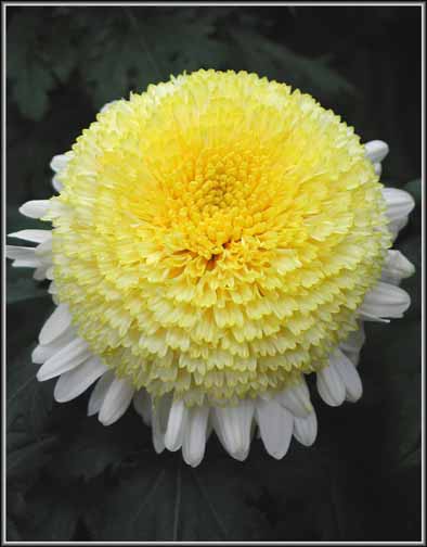 Powder Puff Mum