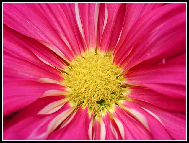 flower burst