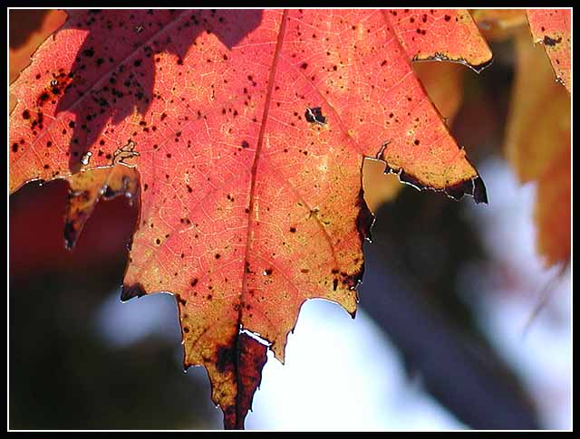Faire Leaf