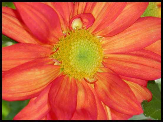 Orange flower