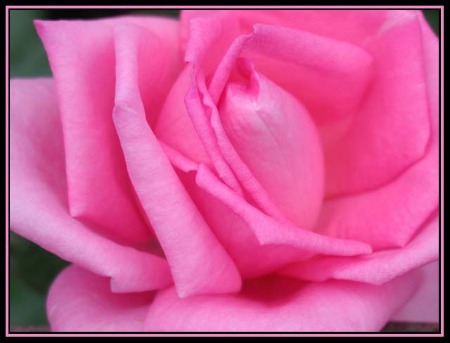 October Rose