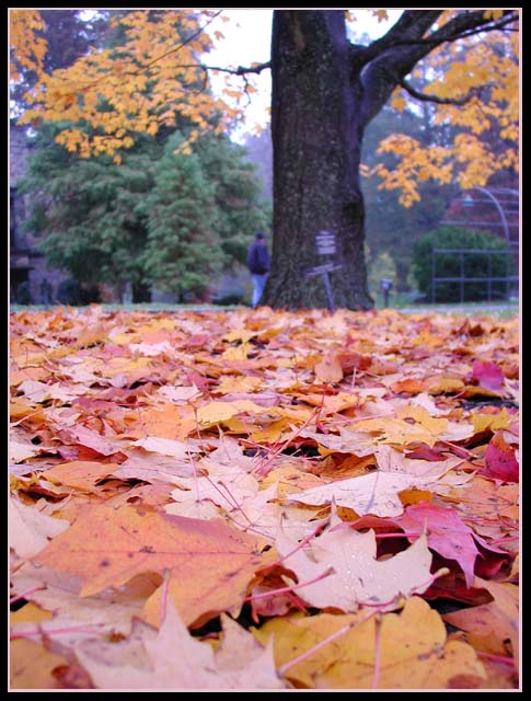 longwood leaves.jpg