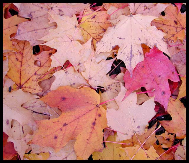 maple leaves.jpg