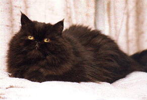 MESHA.JPG