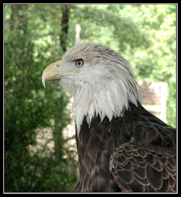 Eagle