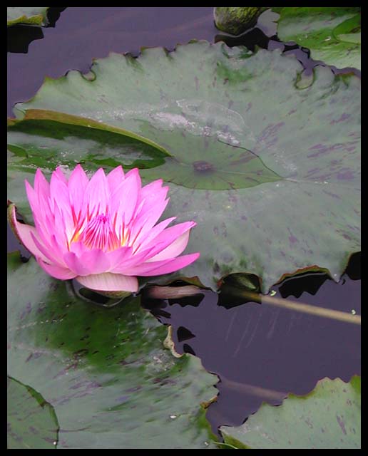 Lily Pond II