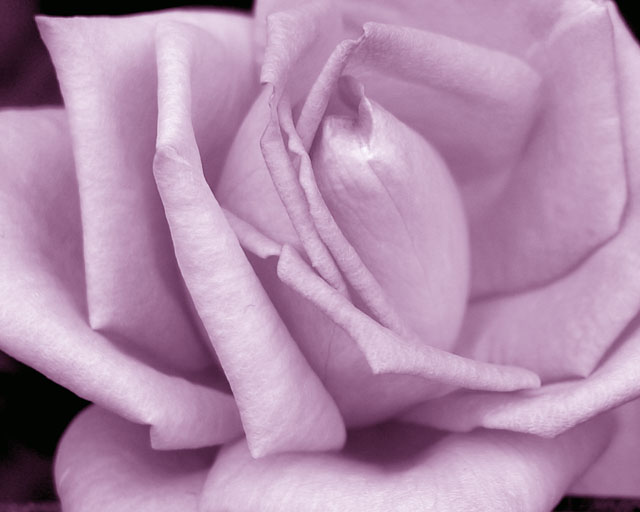 Lavender Rose