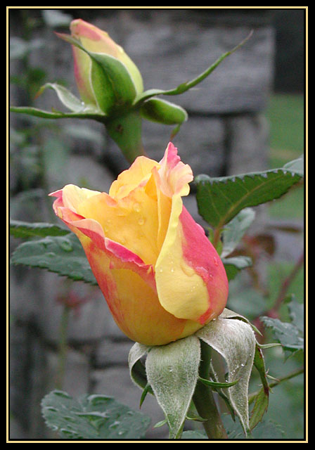 Yellow Roses II