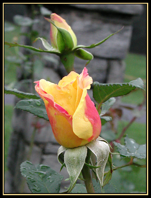 Yellow Roses I