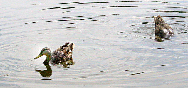 Ducky 3