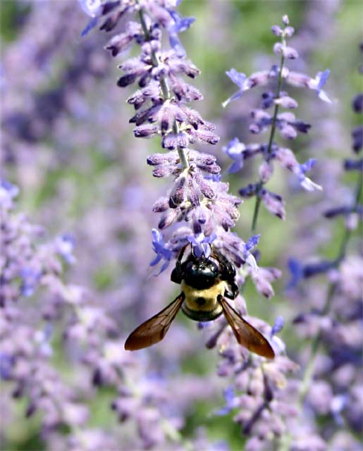 Purple Nectar