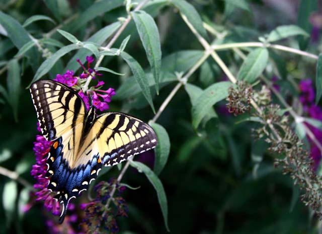 Butterfly II