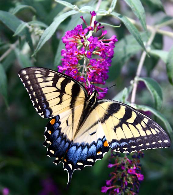 Butterfly's Garden