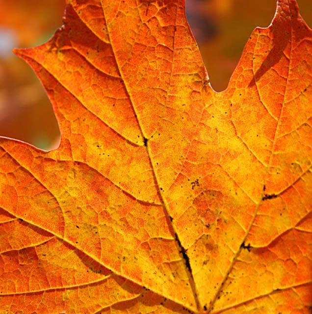 Sugar Maple