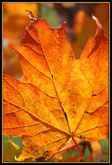 Sugar Maple II