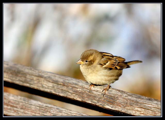 Sparrow on Bench