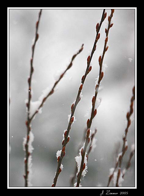 Winter Pussy Willow