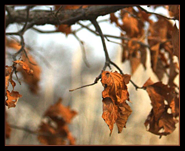 Leaves Imperfect