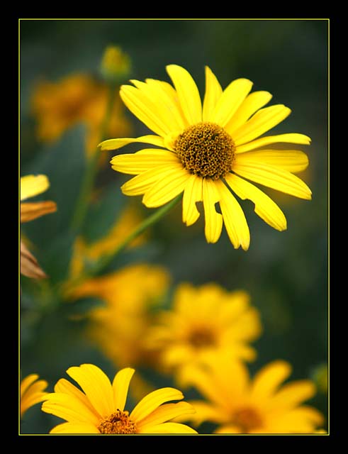 Petals Imperfect