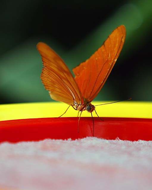 Orange Yellow Red