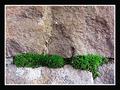 Life-is-everywhere.jpg