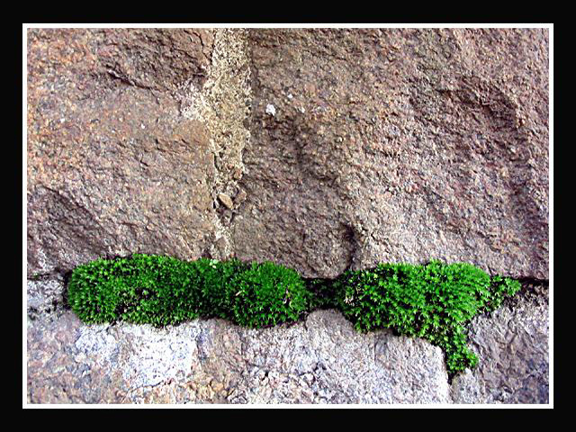 Life-is-everywhere.jpg