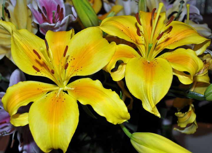 Yellow Lilies