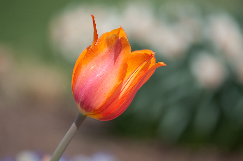 Tulip