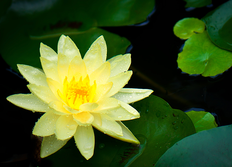 Water Lily