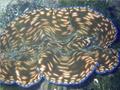 2me0215giantclams.jpg
