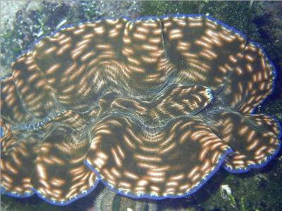 2me0215giantclams.jpg